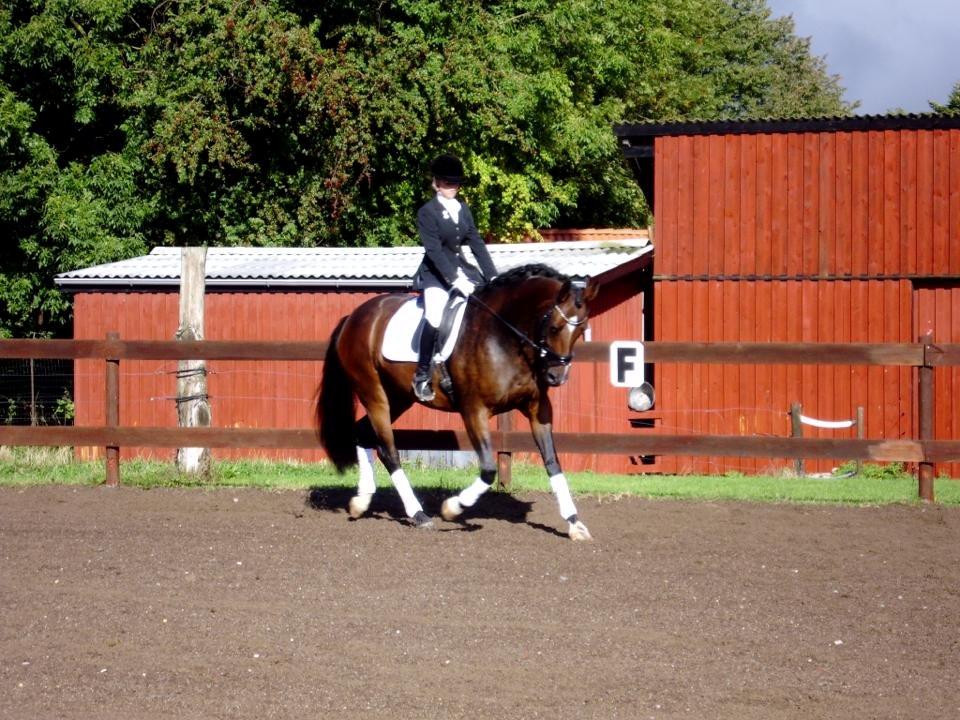 Dansk Varmblod Quanta La Mera Kilen billede 8