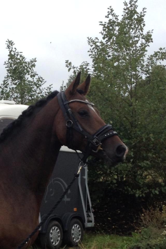 Dansk Varmblod Quanta La Mera Kilen billede 9