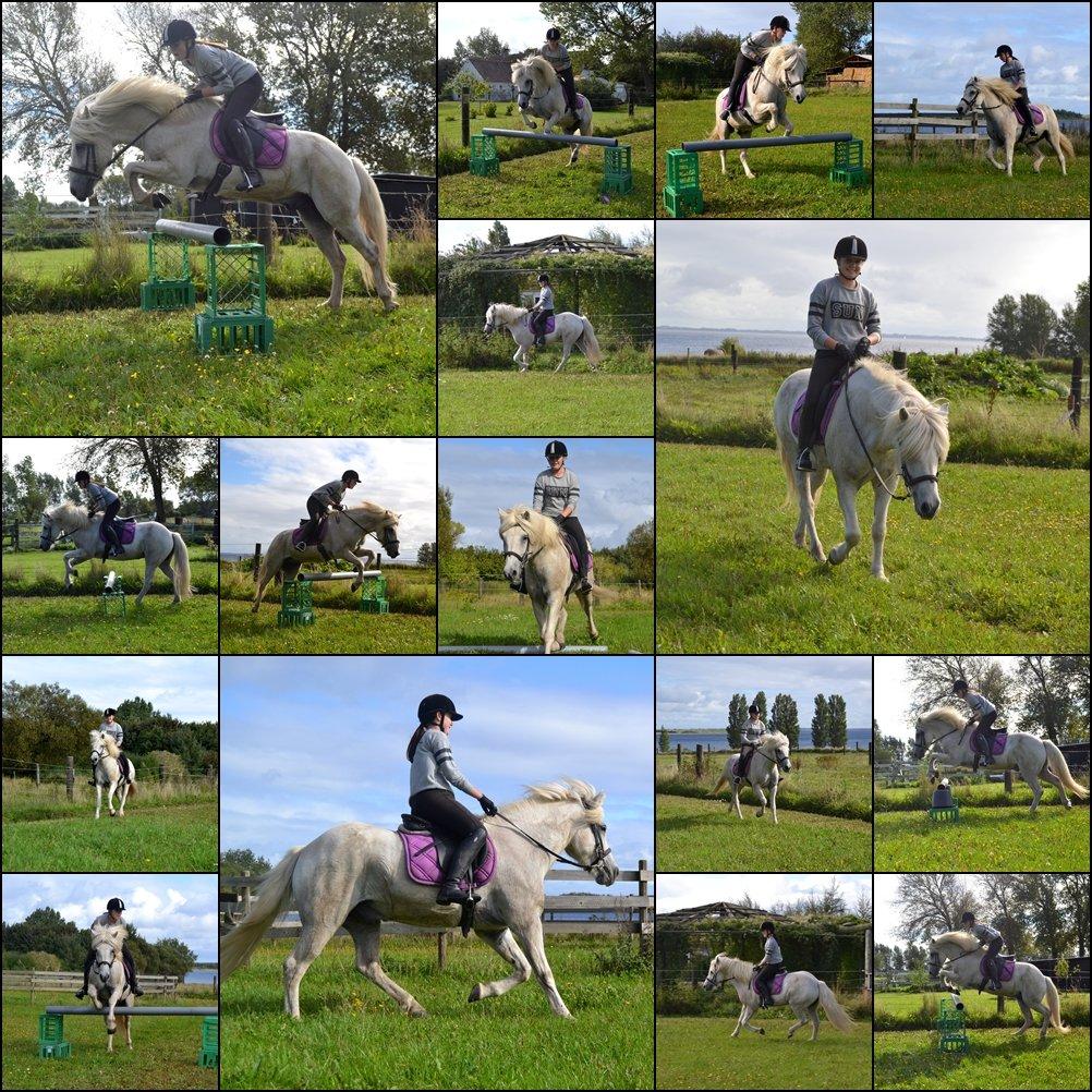 Islænder Jökull billede 17