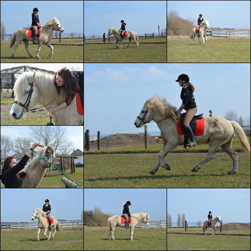 Islænder Jökull billede 16