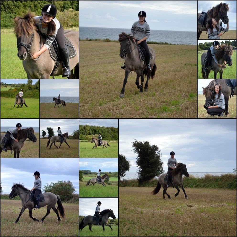 Islænder Fönn fra Ærø billede 19