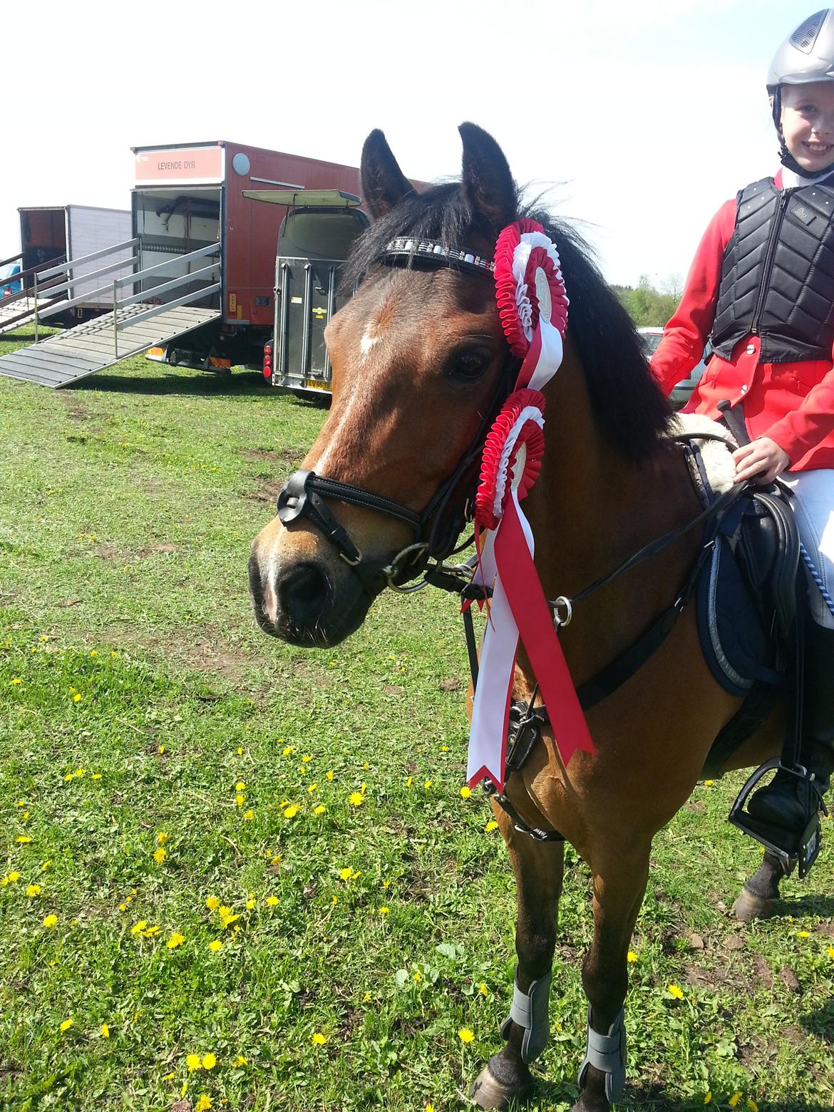 Welsh Pony (sec B) sergeant billede 5