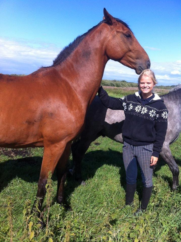 Dansk Varmblod Bakkegaarden's Chester - Efterår 2013, første møde med Chester i engen! :) billede 16