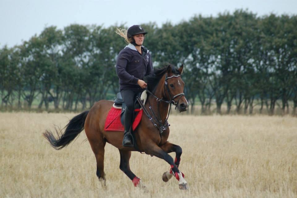 DSP Stidsbjergs Night Whisper - When people say "its just a horse" they just don't understand billede 12