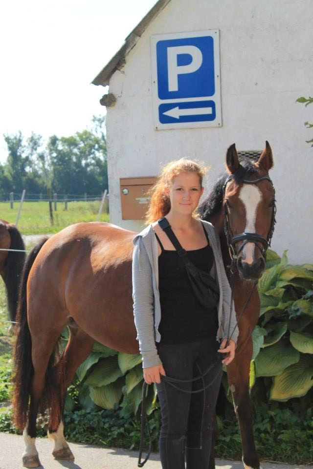 Welsh Partbred (Sec F) Lafayettte (Lami) billede 9