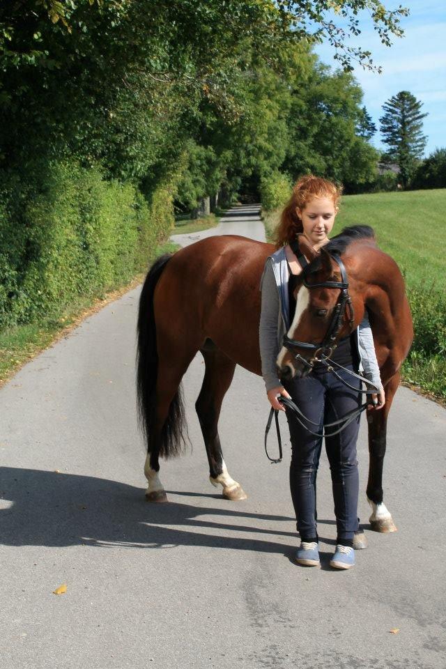 Welsh Partbred (Sec F) Lafayettte (Lami) - Den pony er bare helt fantastisk! billede 1