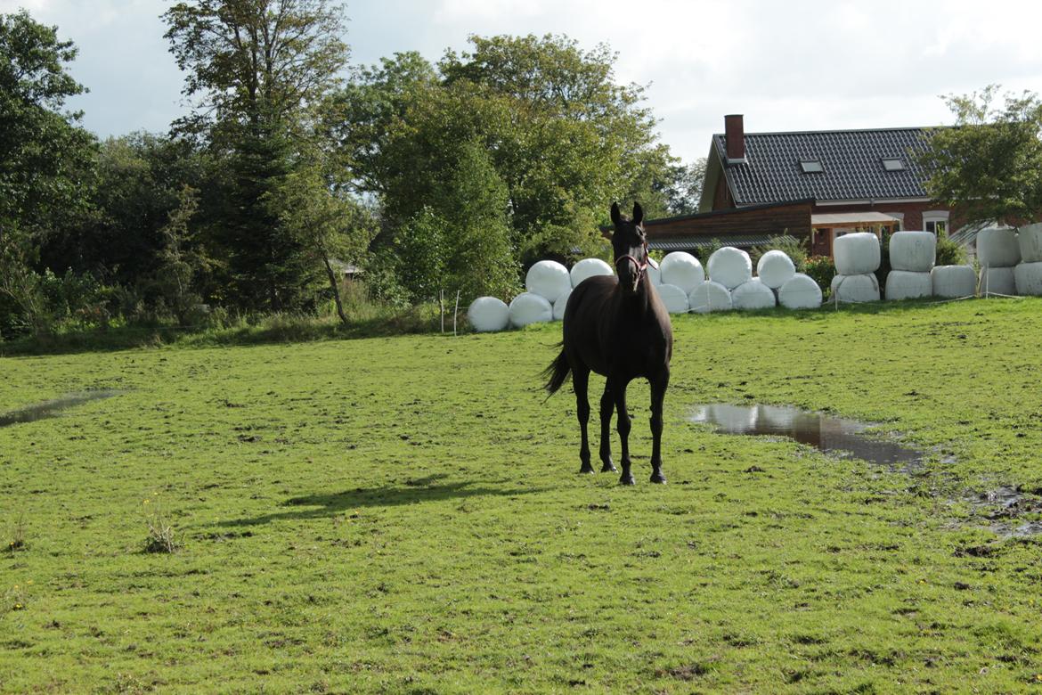 Anden særlig race Gipsy billede 7