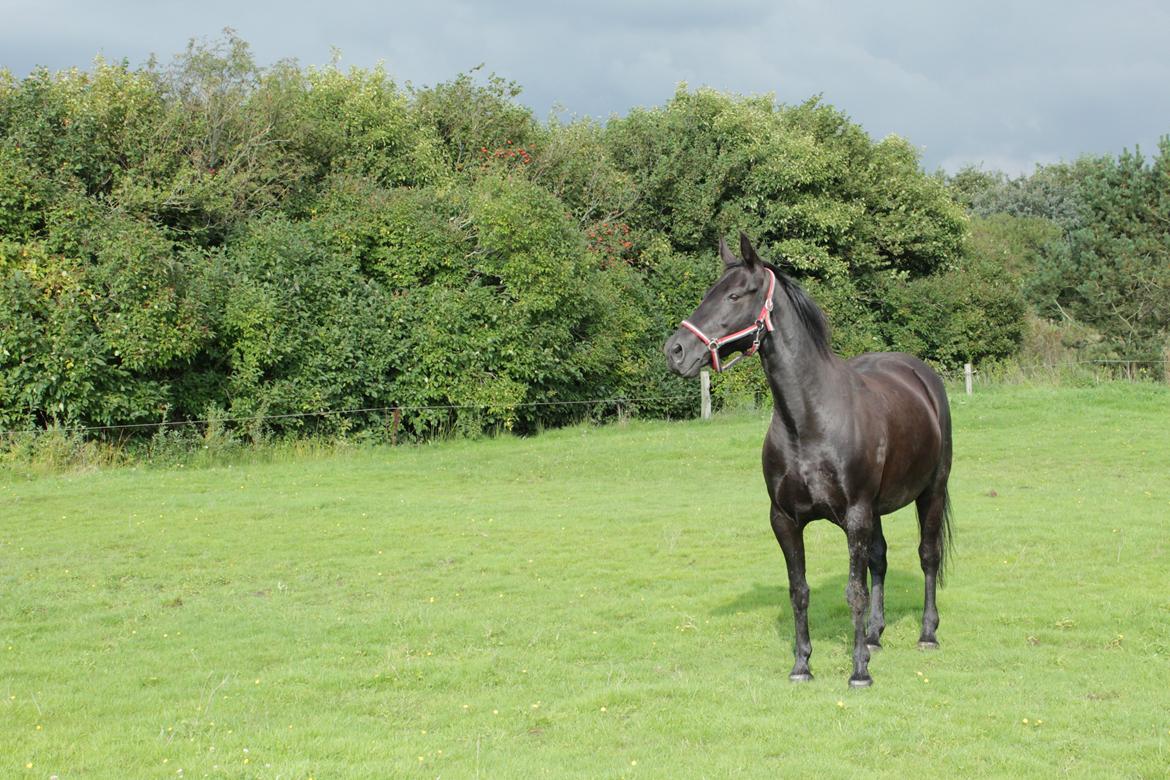Anden særlig race Gipsy billede 8