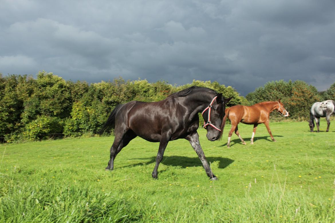 Anden særlig race Gipsy billede 9