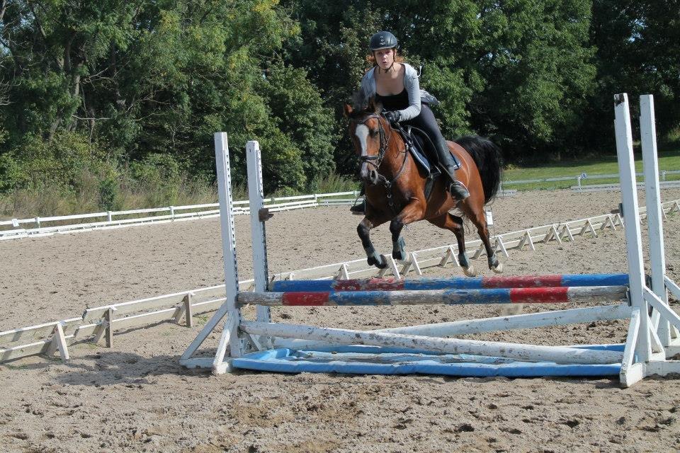 Welsh Partbred (Sec F) Lafayettte (Lami) billede 7