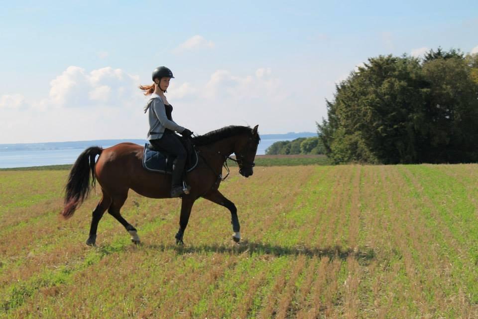 Welsh Partbred (Sec F) Lafayettte (Lami) billede 13