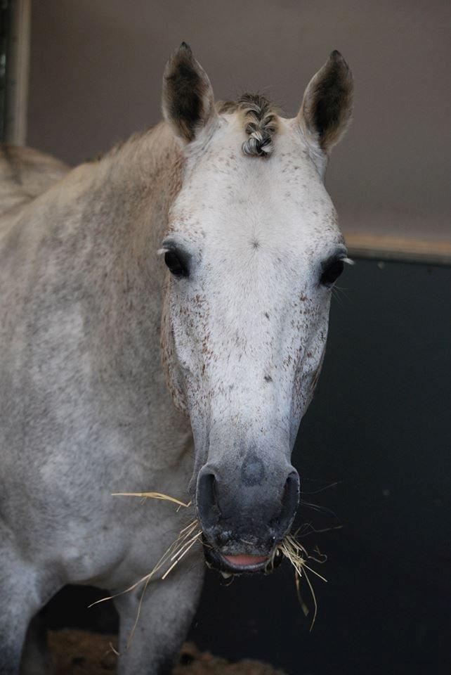 Anden særlig race Avangardas***Tykke*** billede 19