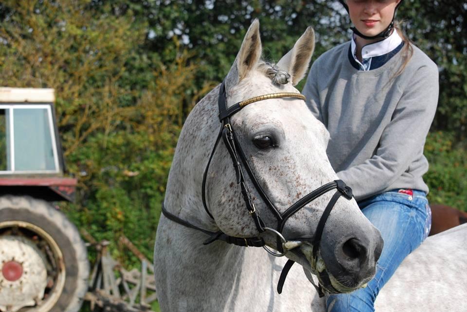 Anden særlig race Avangardas***Tykke*** billede 20
