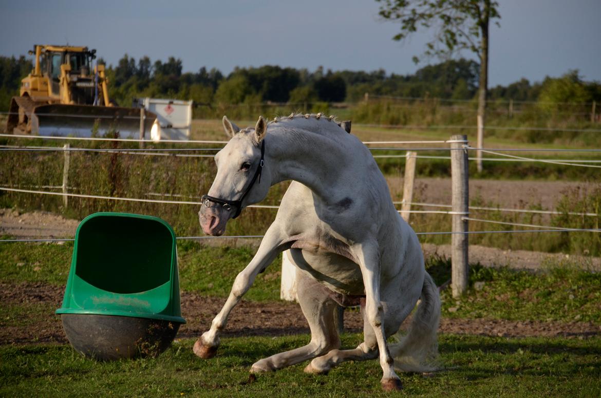 Lipizzaner Africa billede 8
