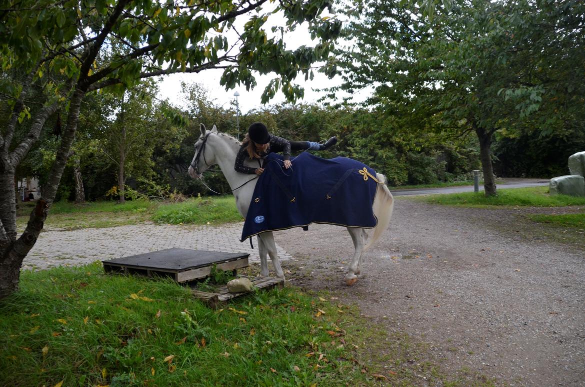 Lipizzaner Africa billede 11