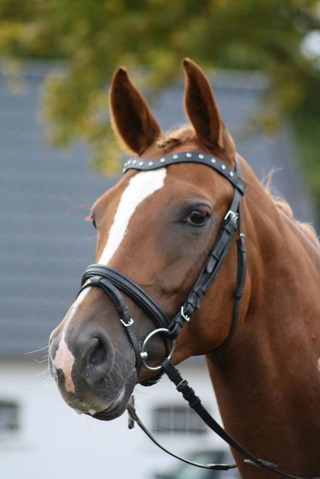 Sportsaraber (A) Selina billede 3