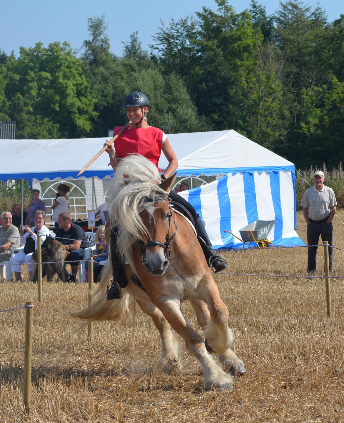 Belgier Dolly (Iris van Parkzicht Nyt hjem ;( - Ringridning 2013 billede 25