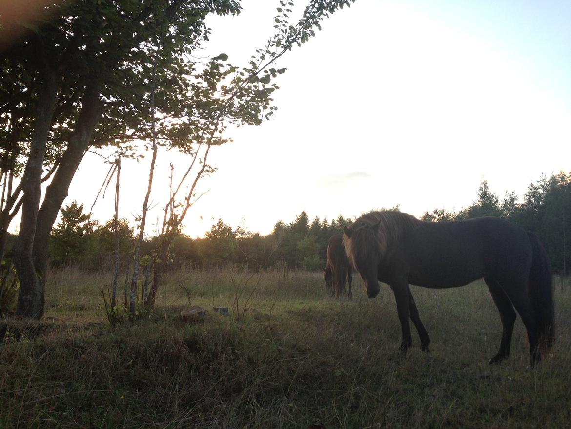 Islænder Mysla billede 2