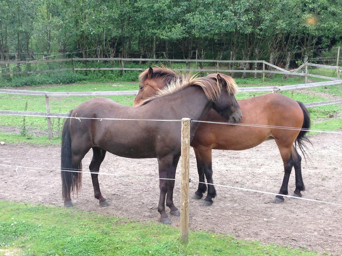 Islænder Mysla billede 3