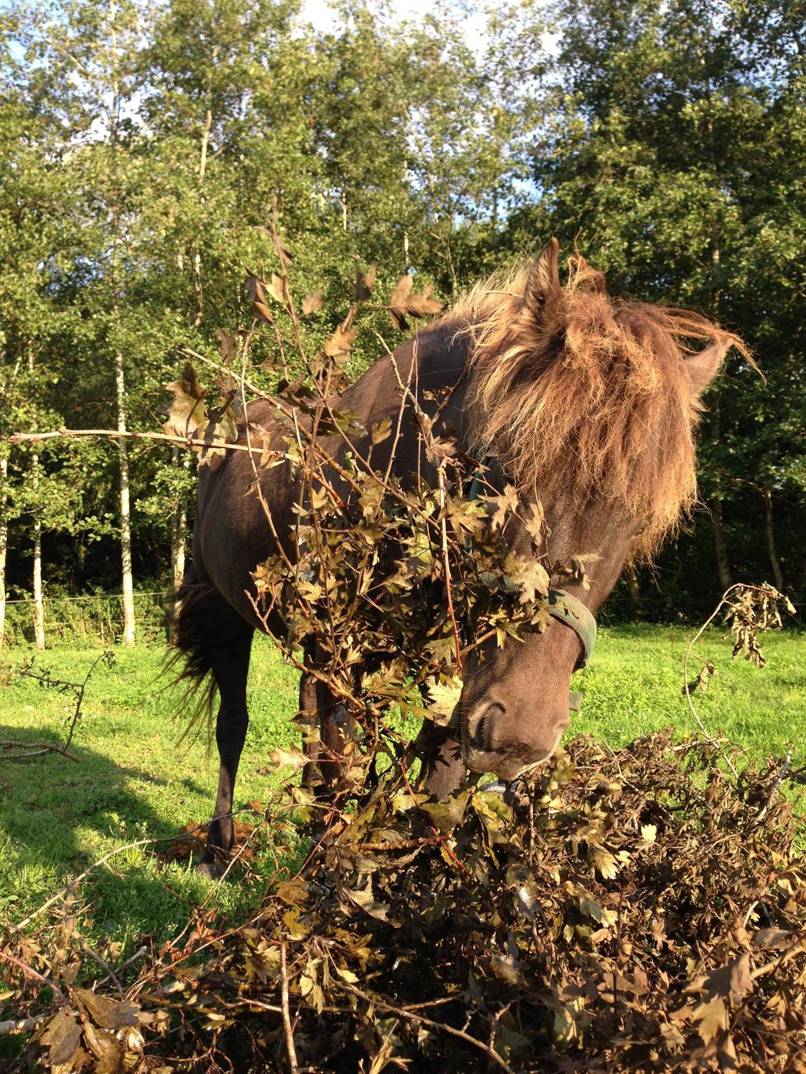 Islænder Mysla billede 5