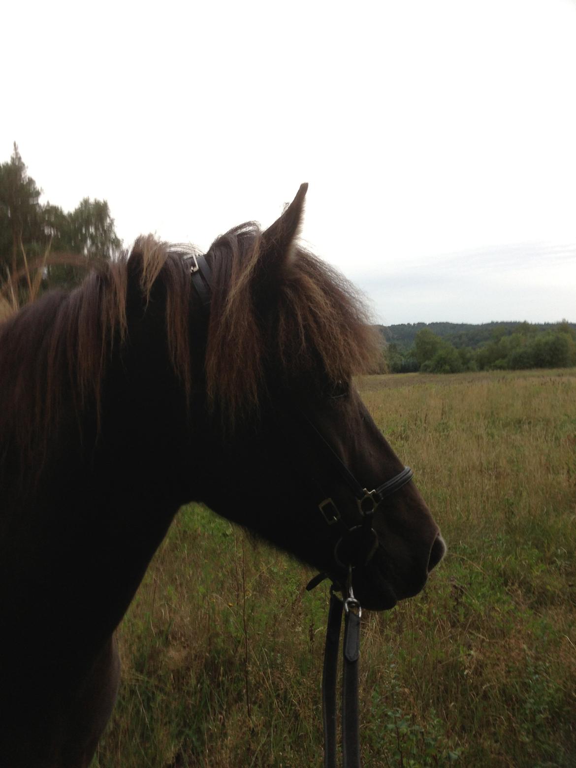 Islænder Mysla billede 6