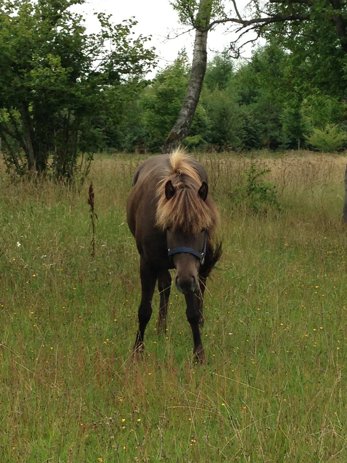 Islænder Mysla billede 7