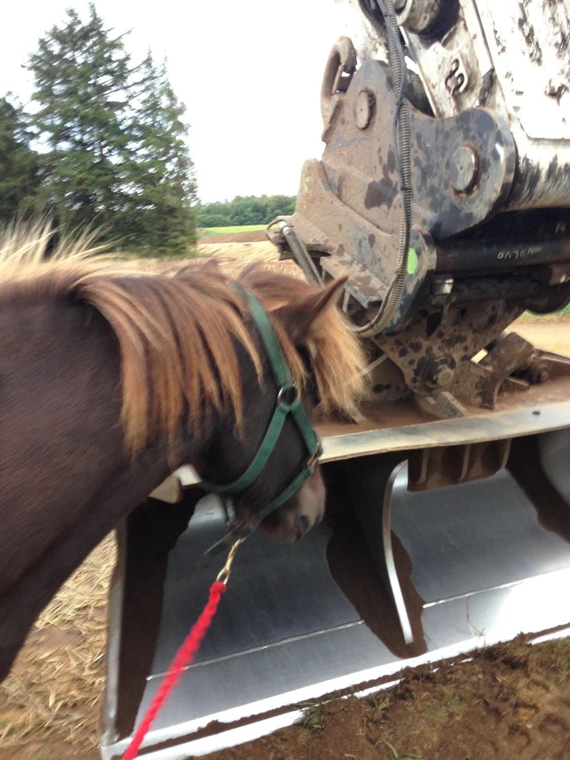 Islænder Mysla billede 8