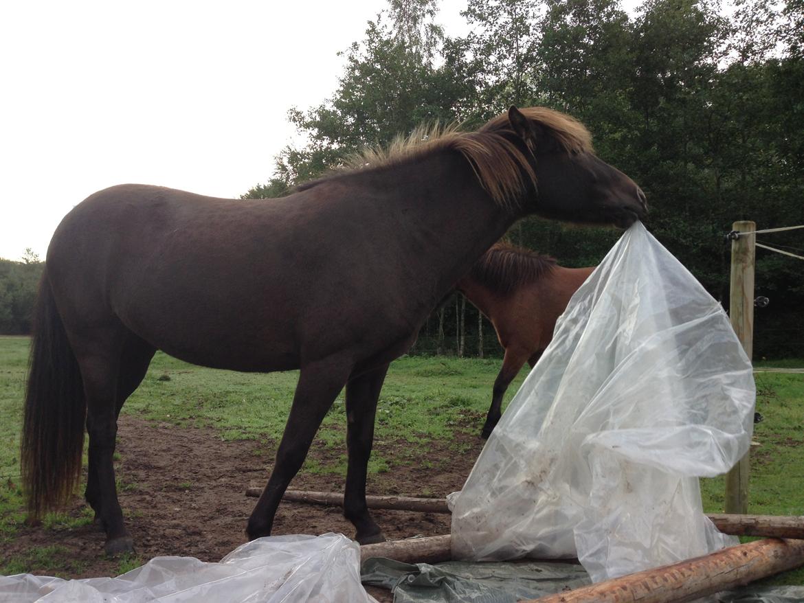 Islænder Mysla billede 9