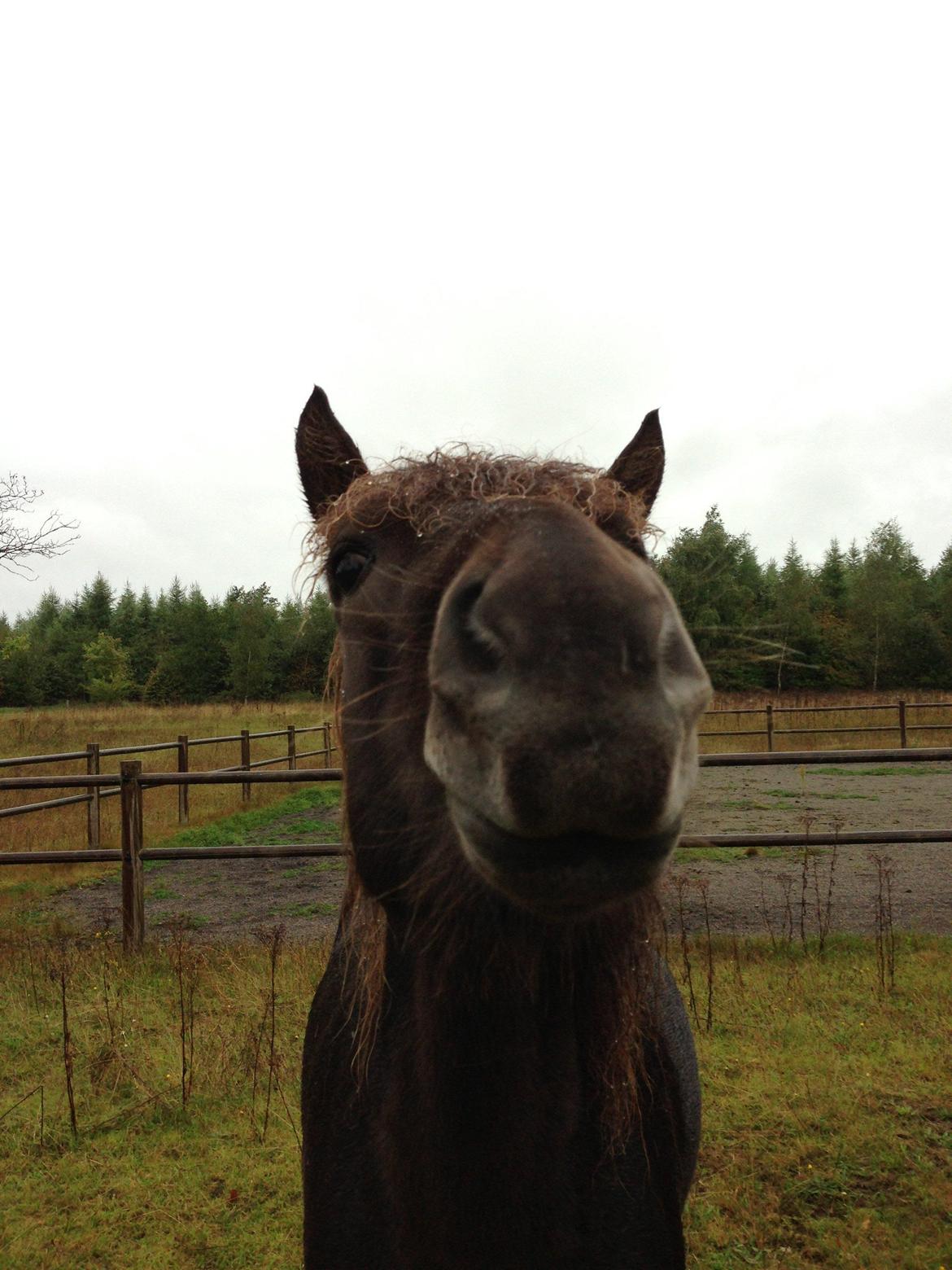 Islænder Mysla - Myssehesten Mysla siger goddag, goddag.:-) billede 4