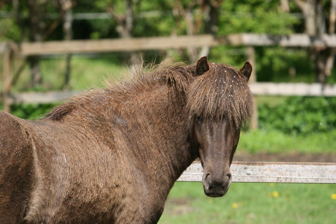 Islænder Mysla billede 10