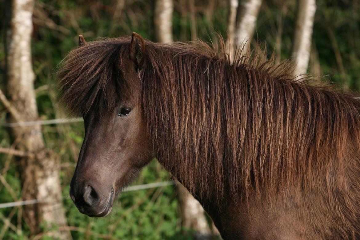 Islænder Mysla billede 1