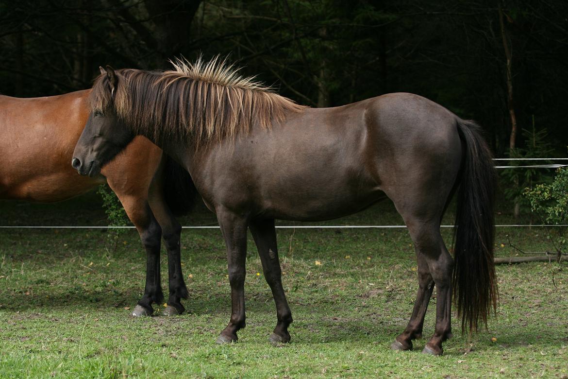 Islænder Mysla billede 11