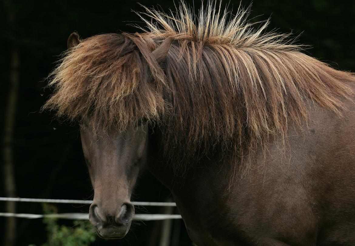 Islænder Mysla billede 12