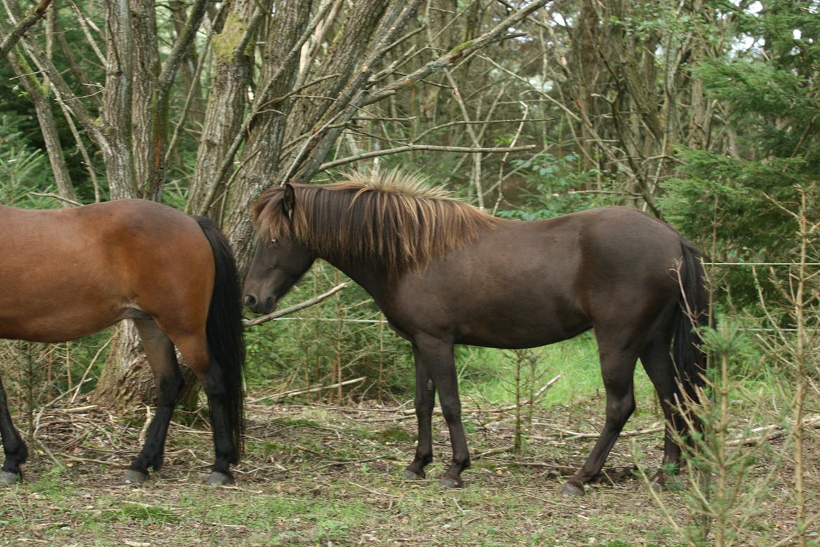 Islænder Mysla billede 13