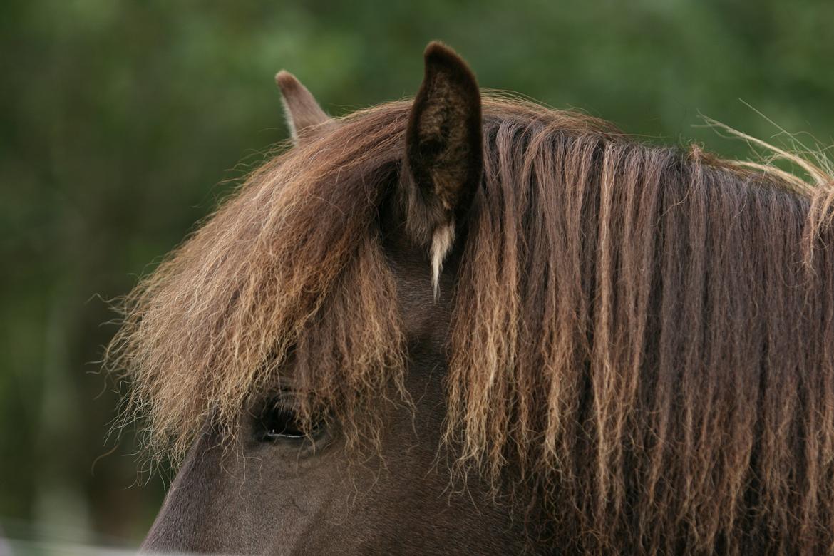 Islænder Mysla billede 14