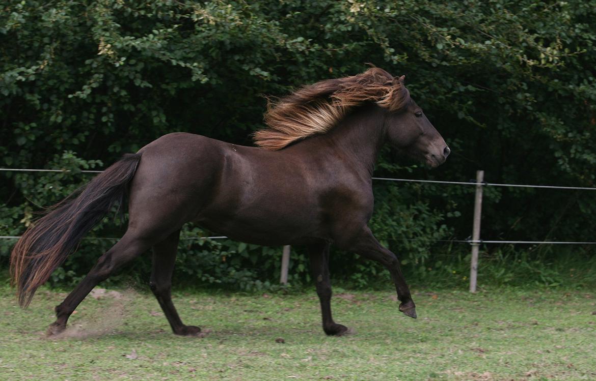 Islænder Mysla billede 15