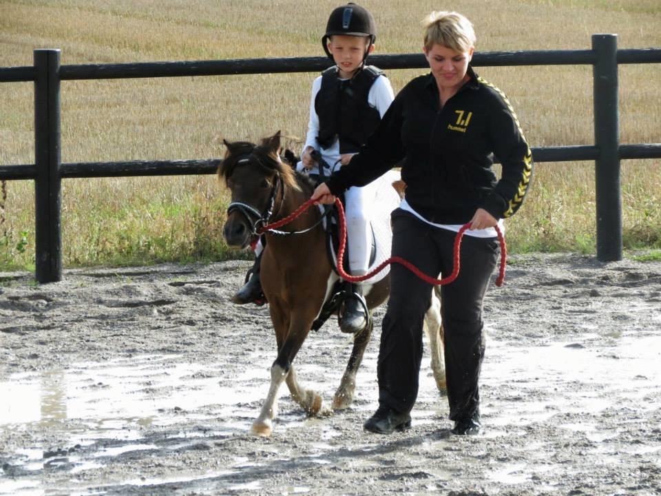 Shetlænder Plet billede 20