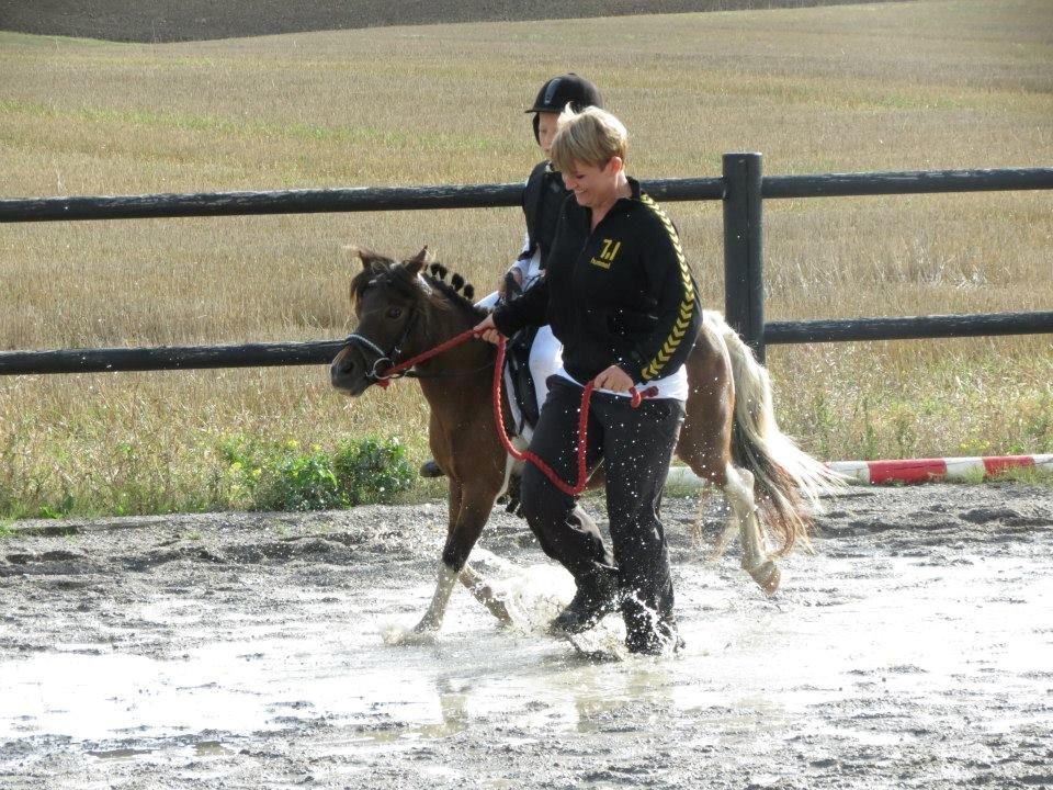 Shetlænder Plet billede 21