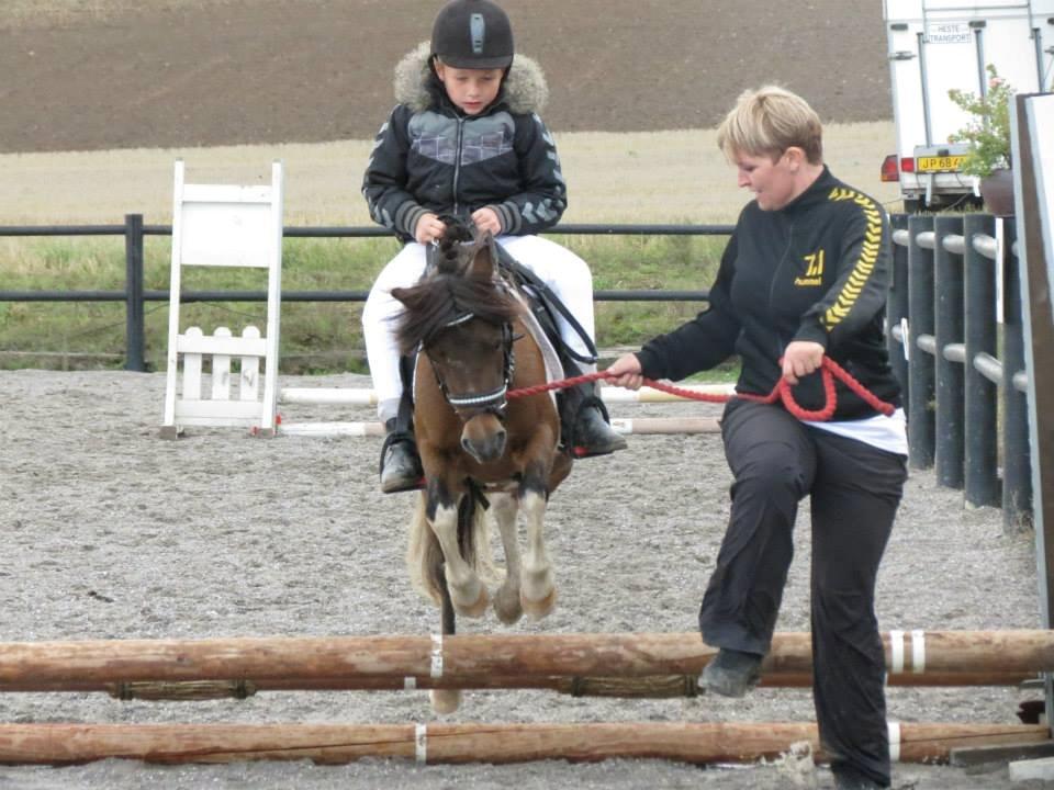 Shetlænder Plet billede 22