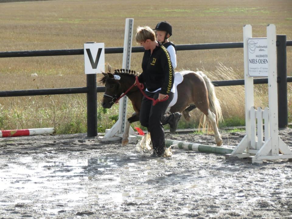 Shetlænder Plet billede 23