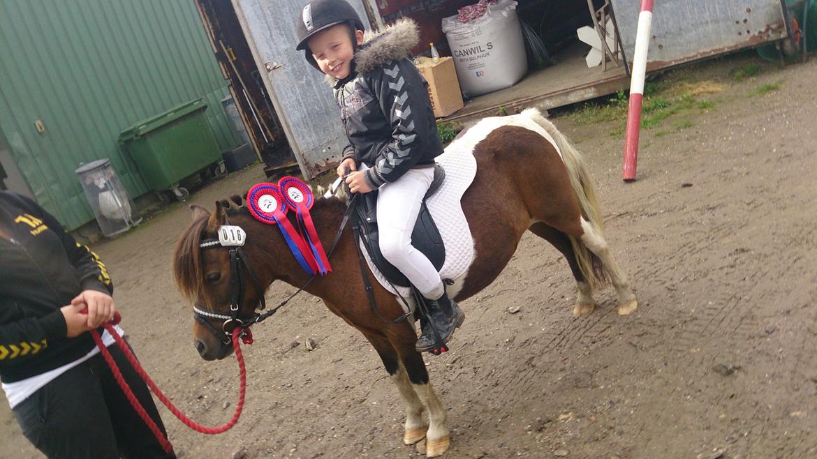 Shetlænder Plet billede 24