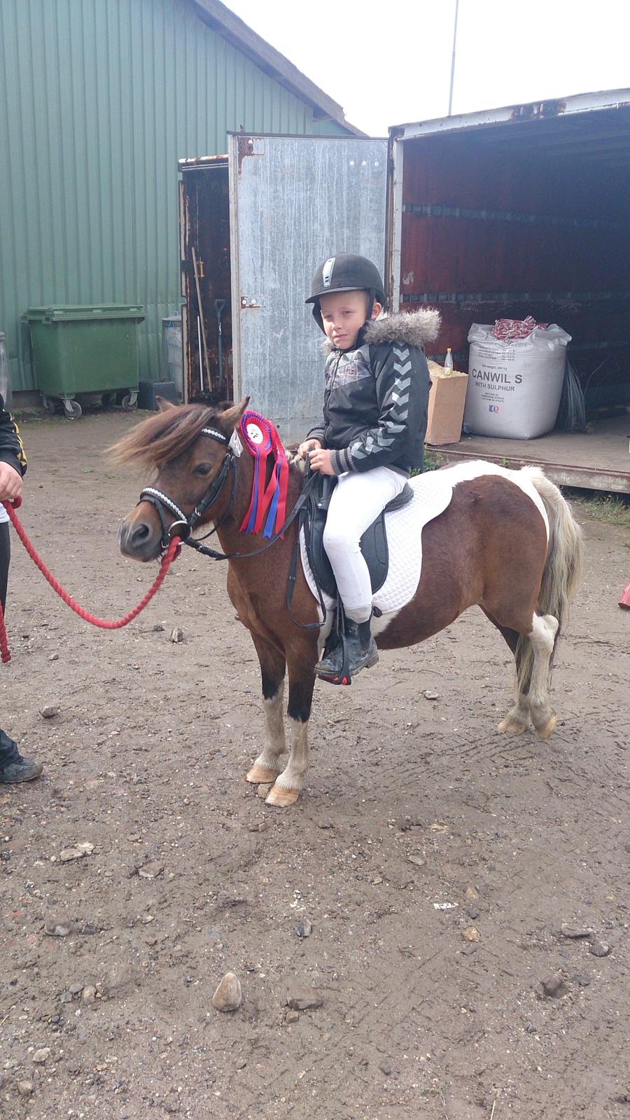 Shetlænder Plet billede 25