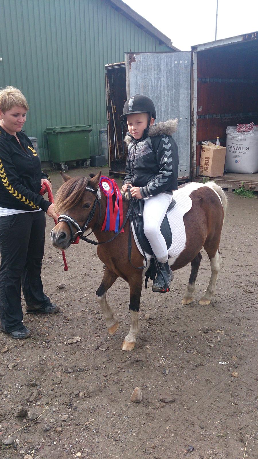 Shetlænder Plet billede 26