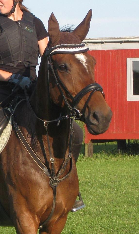 Dansk Varmblod Duelunds Lousenza (Baby) - Min skønne hest, til springtræning, sommer '13:) billede 9