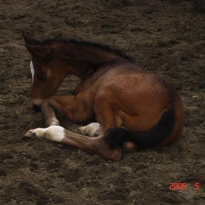 Dansk Varmblod Duelunds Lousenza (Baby) - Lousenza som føl. 2005 :)  billede 10