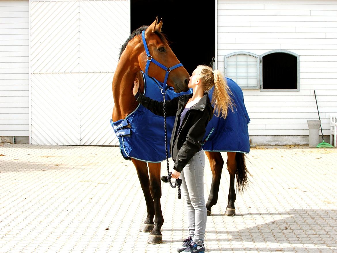 Dansk Varmblod Lajgårdens Crezanto billede 1