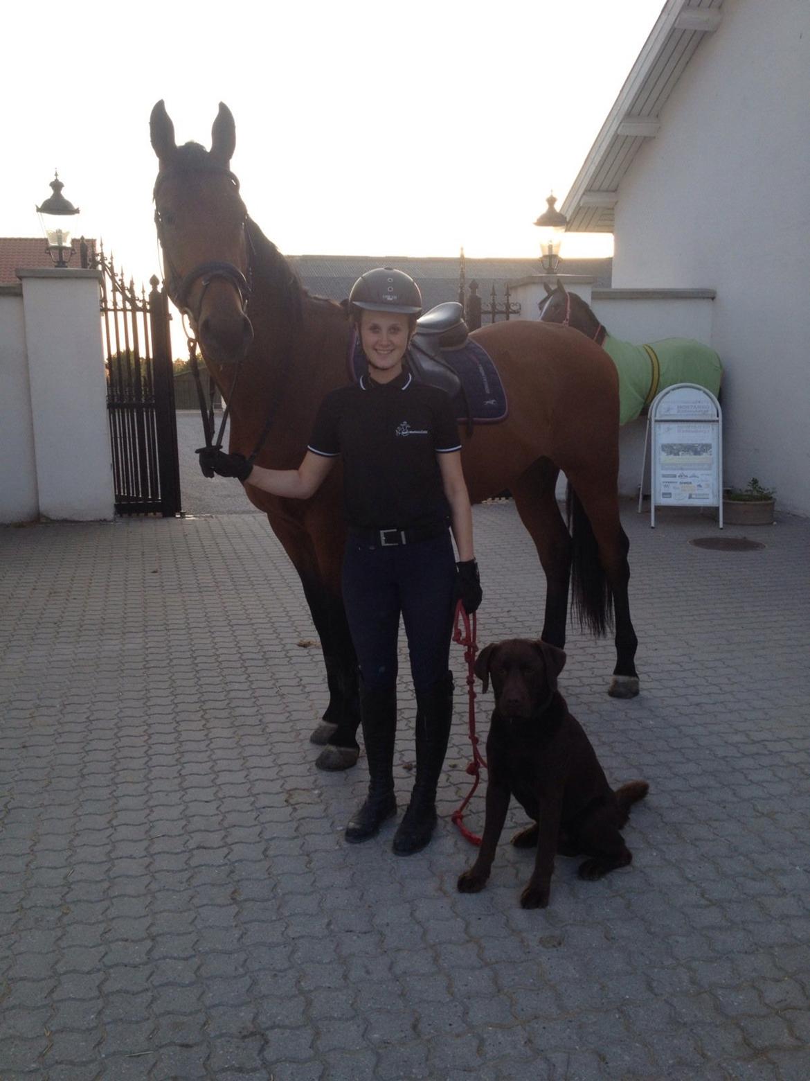 Dansk Varmblod Lajgårdens Crezanto billede 4