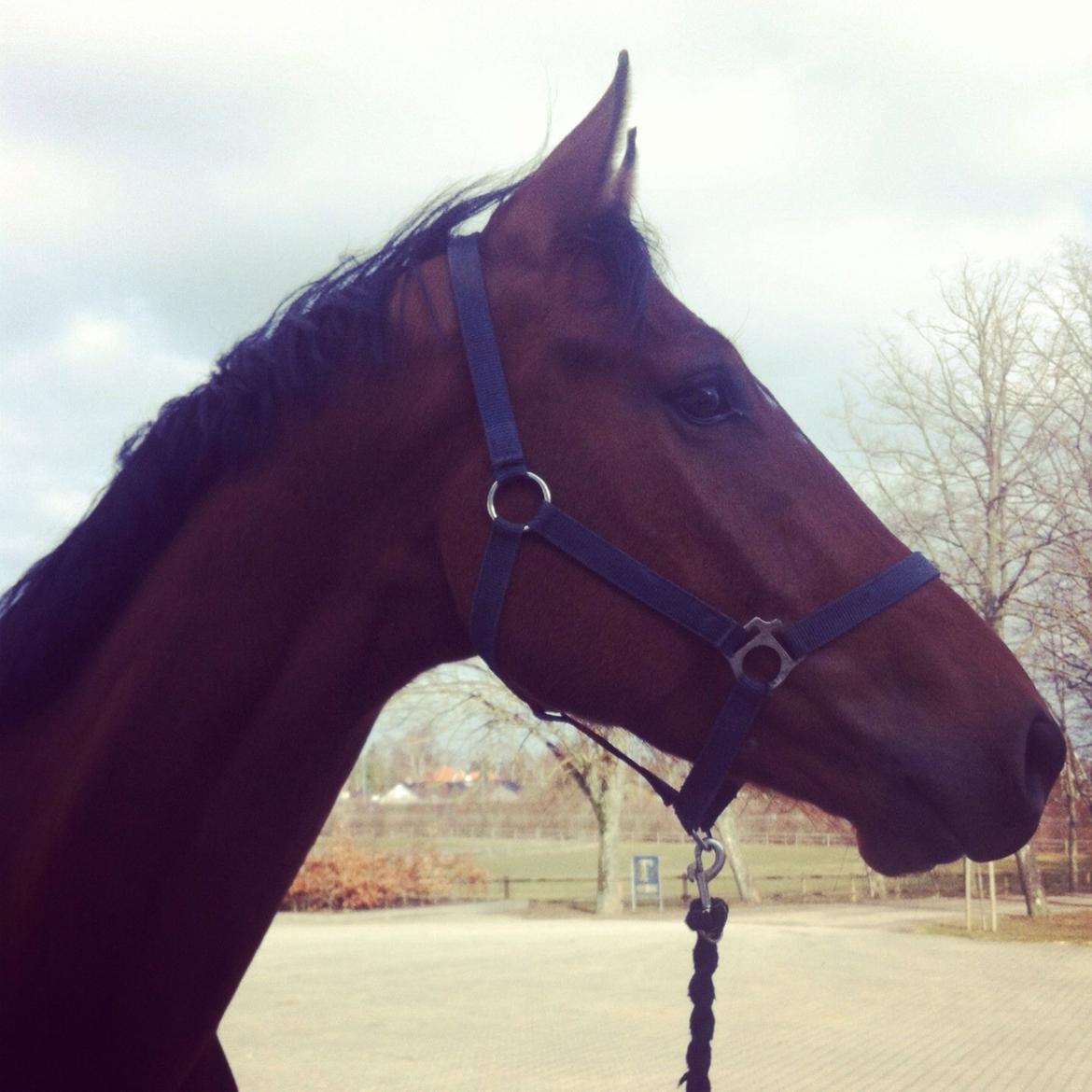 Dansk Varmblod Lajgårdens Crezanto billede 5