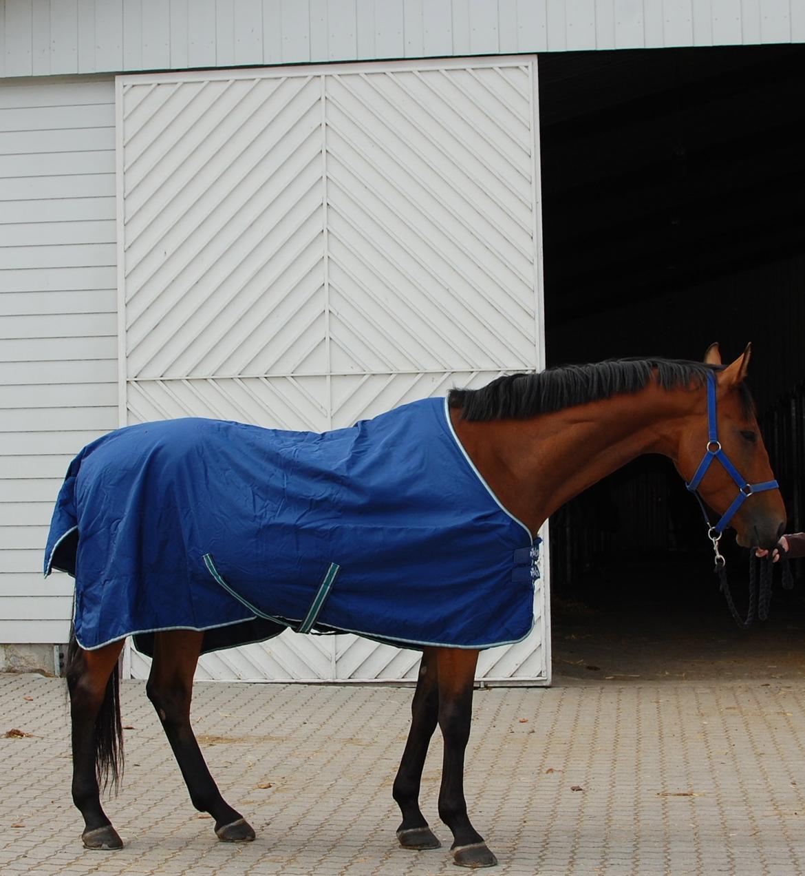 Dansk Varmblod Lajgårdens Crezanto billede 7