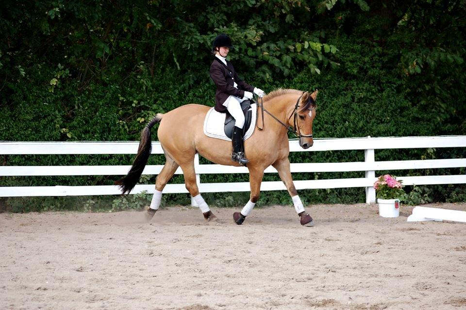 Oldenborg /Fjordhest - Vejlbygård's Yasmin-solgt- - Diamanten (Pyramiden) 2013. LB1 til 70,00 % billede 21